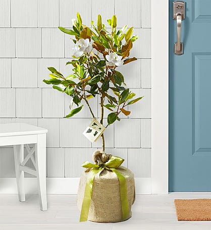 Magnolia Tree by Southern Living®